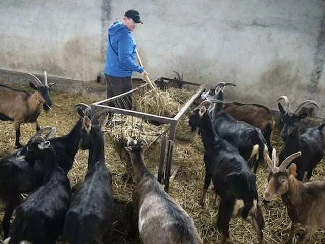 Уход и содержание коз. Козоводство для начинающих. разведение коз. содержание коз.