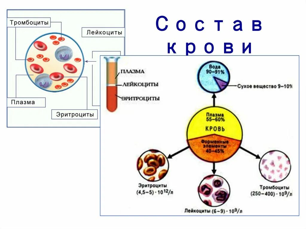 Кровь биология 11 класс. Состав крови. Состав крови человека. Состав крови схема. Состав и строение крови.