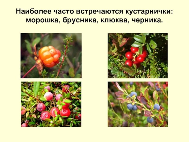 Выберите кустарнички. Кустарнички брусника. клюква брусника морошка. презентация морошка брусника клюква черника. жизненная форма кустарничков брусники и черники.