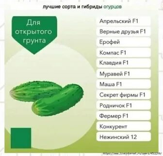 Какие посадить огурцы сорт