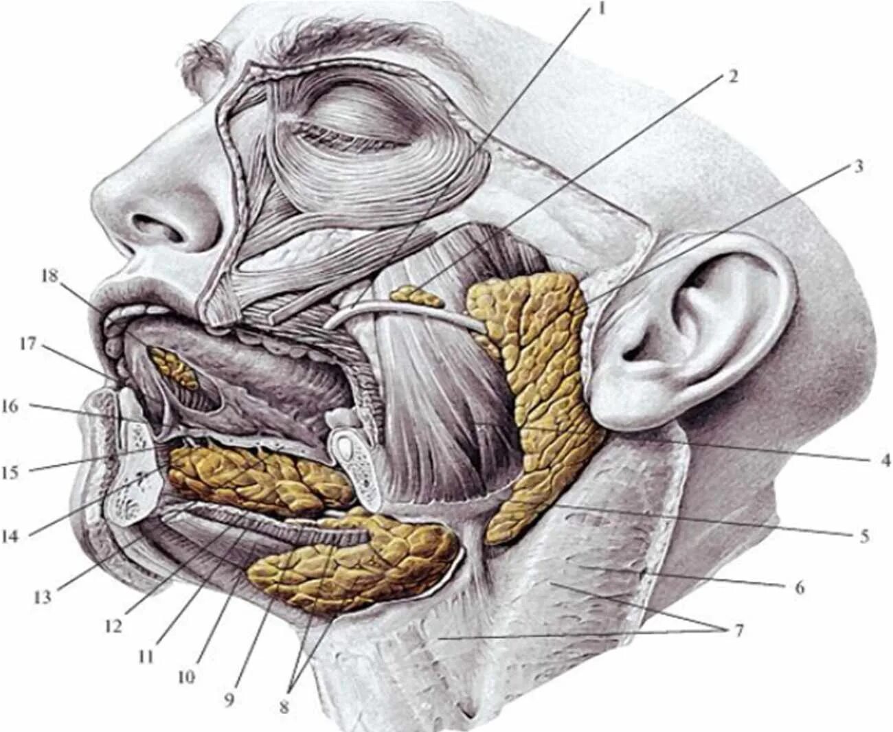 Строение околоушной железы. Проток околоушной слюнной железы. Подчелюстная железа подъязычная железа. Околоушная слюнные железы анатомия человека. Проток околоушной слюнной железы анатомия.