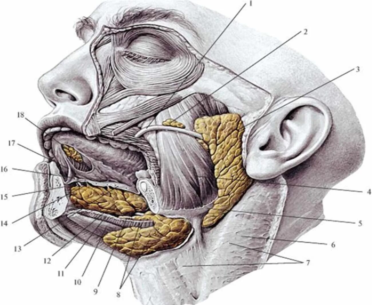 Проток околоушной слюнной железы. Подчелюстная железа подъязычная железа. Околоушная слюнные железы анатомия человека. Проток околоушной слюнной железы анатомия. Околоушная железа где