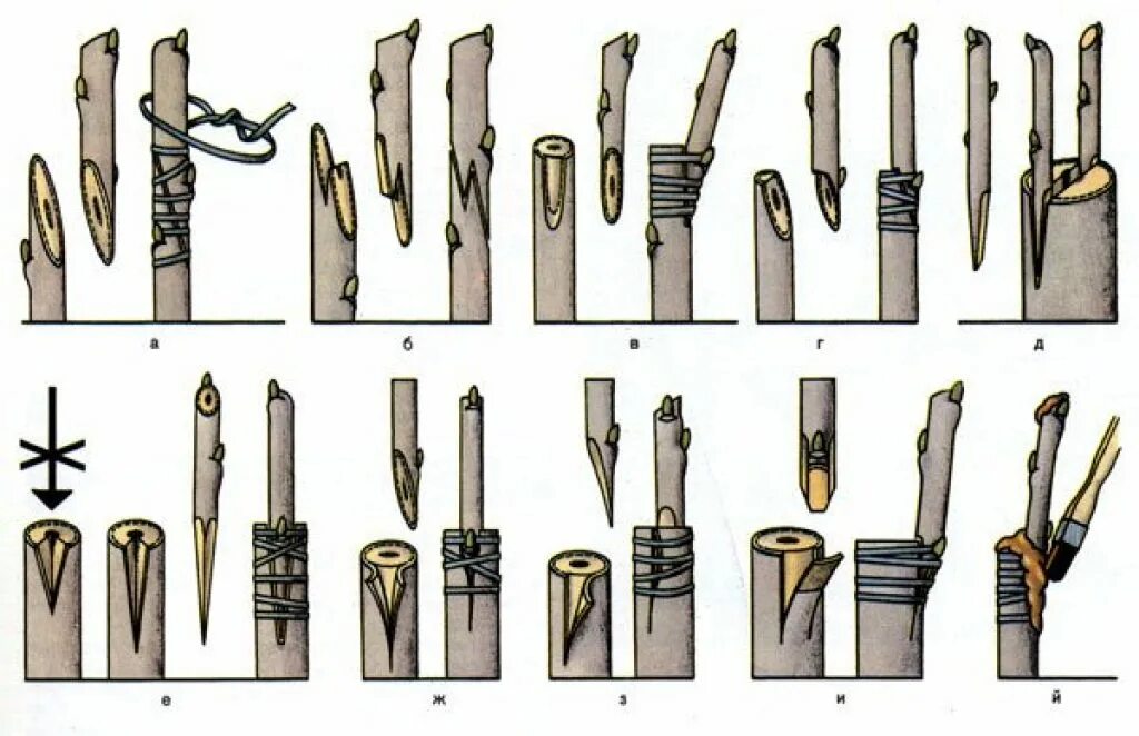 Как правильно сделать прививку на яблоне. Прививка яблони подвой привой. Прививка черенков плодовых деревьев весной. Схемы прививки плодовых деревьев. Окулировка яблони глазком.