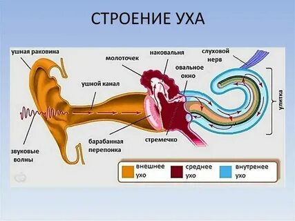 Орган слуха последовательность прохождения