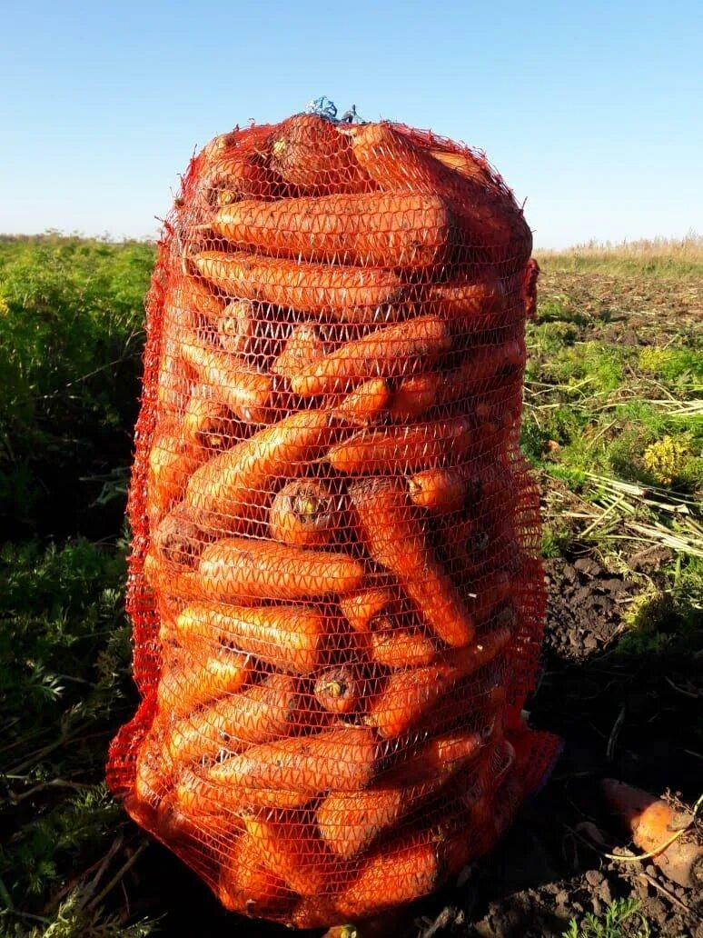 килограмм моркови. мешок моркови. сетка для овощей. морковь продается. мешок моркови.