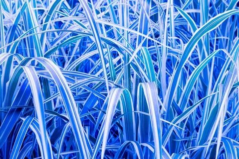 Blue grass