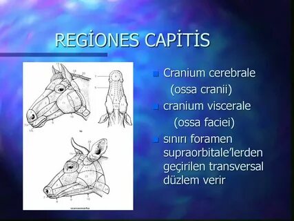Capitis латынь