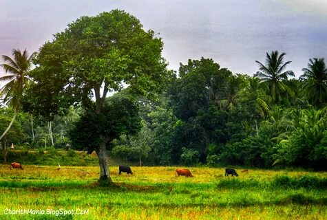 Rural environment