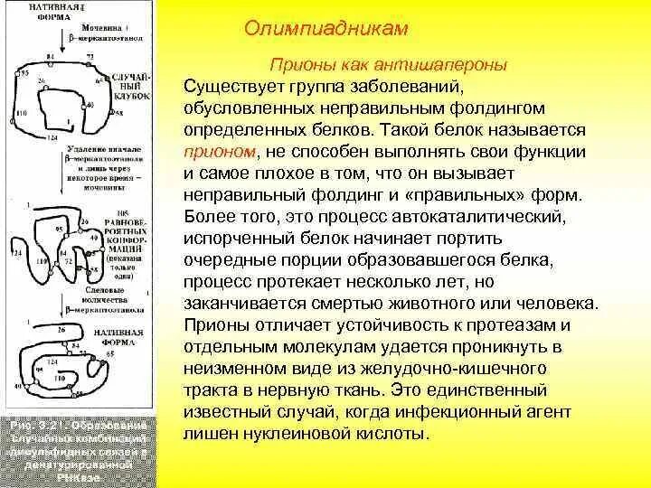 Каждый белок имеет строго определенную пространственную структуру. Нативная структура белка. протеиндисульфидизомераза. формирование нативной структуры белка. имеет линейную структуру структура белка.