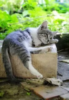 Кот долги