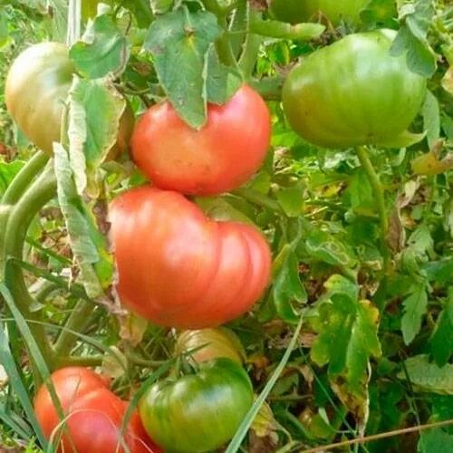 Семена шапка мономаха помидоры. Томат шапка мономаха описание. Томат шапка мономаха описание. Сорт помидор шапка мономаха. Томат шапка мономаха описание.