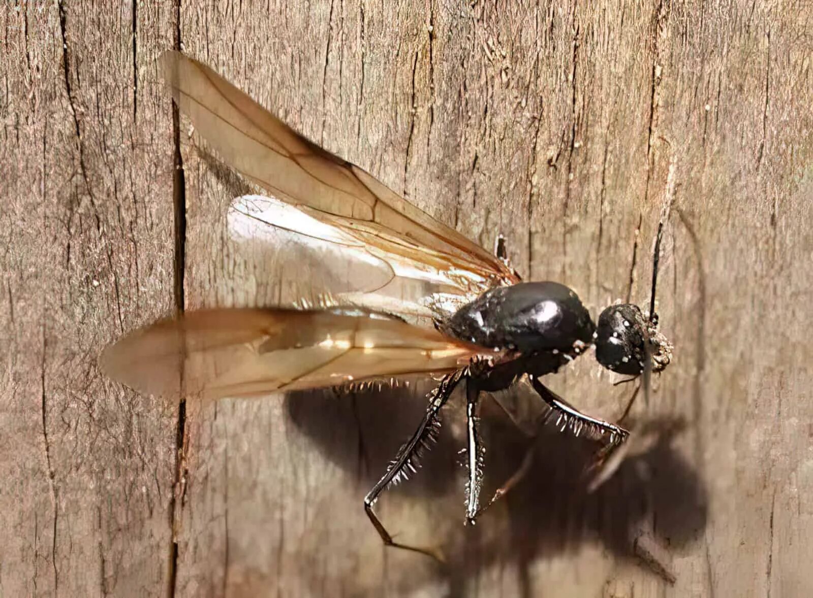 Муха древоточец. Красногрудый муравей-древоточец. Крылья насекомых. Крылатые насекомые в доме.