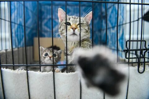 Приют для кошек казань сдать кошку