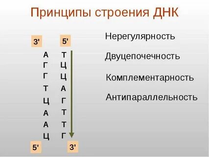 Днк а т г