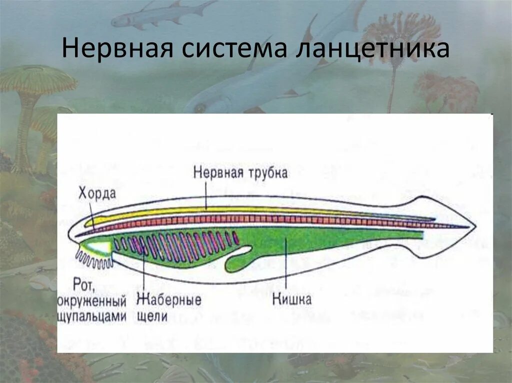 Центральная нервная система ланцетника. Нервная система ланцетника рисунок. Пищеварительная система ланцетника 7. Система органов хордовых ланцетник.