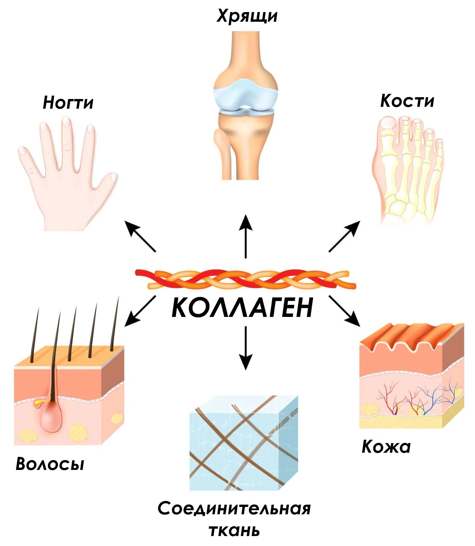 Коллаген в каких костях. Коллаген. Разновидности эластина. Коллаген в костях. Коллагены разных типов.