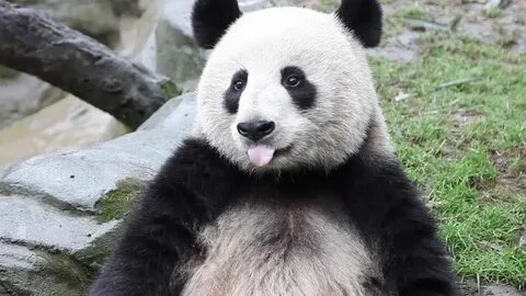 Os pandas