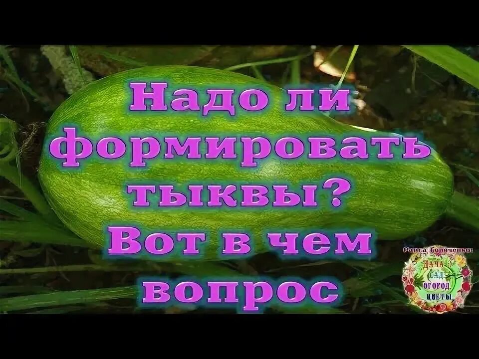 Тыква как обрезать плети правильно. Формирование тыквы. тыква голосемянная сорта. формируем тыкву правильно. как формировать тыкву в открытом грунте.