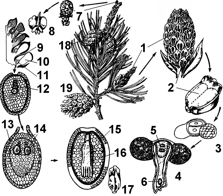 Схема опыления хвойных. Гаметофит голосеменных пыльцевое зерно. Пыльцевое зерно сосны обыкновенной. Семязачаток сосны. Мегаспорофилл голосеменных.