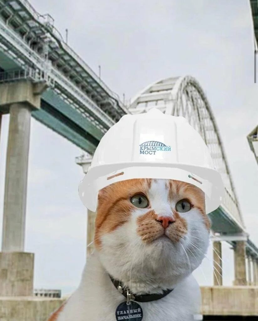 Cat most
