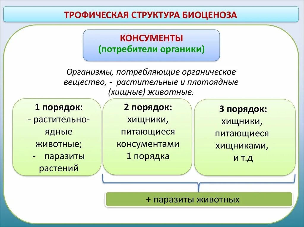 Трофическая структура сообщества. Пищевая трофическая структура биоценоза. Структуры биоценоза видовая трофическая. Структура биоценоза 9 класс биология. Структура сообщество трофическая 9 класс биология.