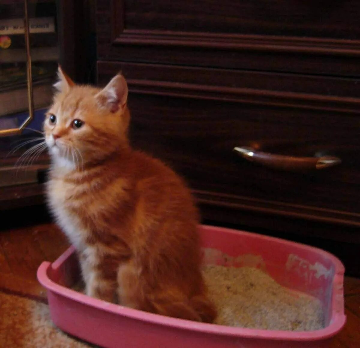 Рыжий кот в лотке. Приучить котенка к лотку. Маленькие рыжие котята которые приучены к лотку. Туалет для кошек с рыжим котенком.