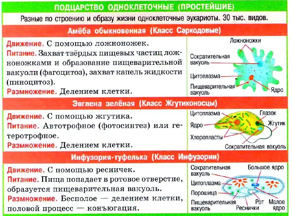 ЗООЛОГИЯ. Простейшие. Одноклеточные УчительPRO