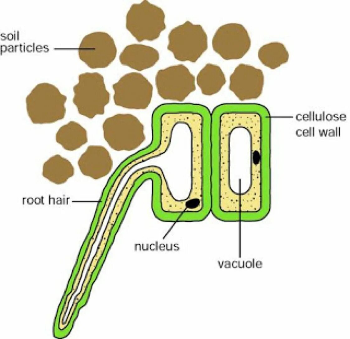 Строение клеток корневого волоска. Клетка корневого волоска. Строение корневых волосков. Корневые волоски особенности строения.