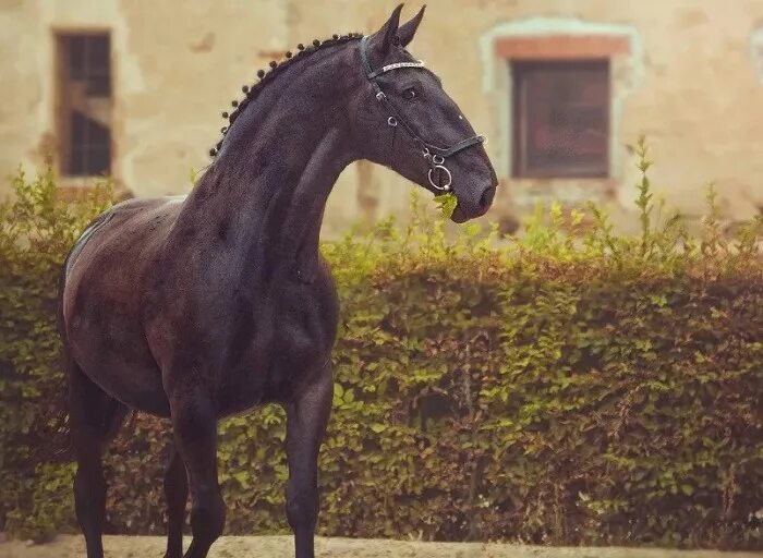 Кладрубская лошадь. Кладрубская порода лошадей. Чешская порода лошадей старокладрубская. Вороная кладрубская лошадь. Кладрубская лошадь серая.