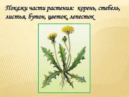 Как называется процесс одуванчика