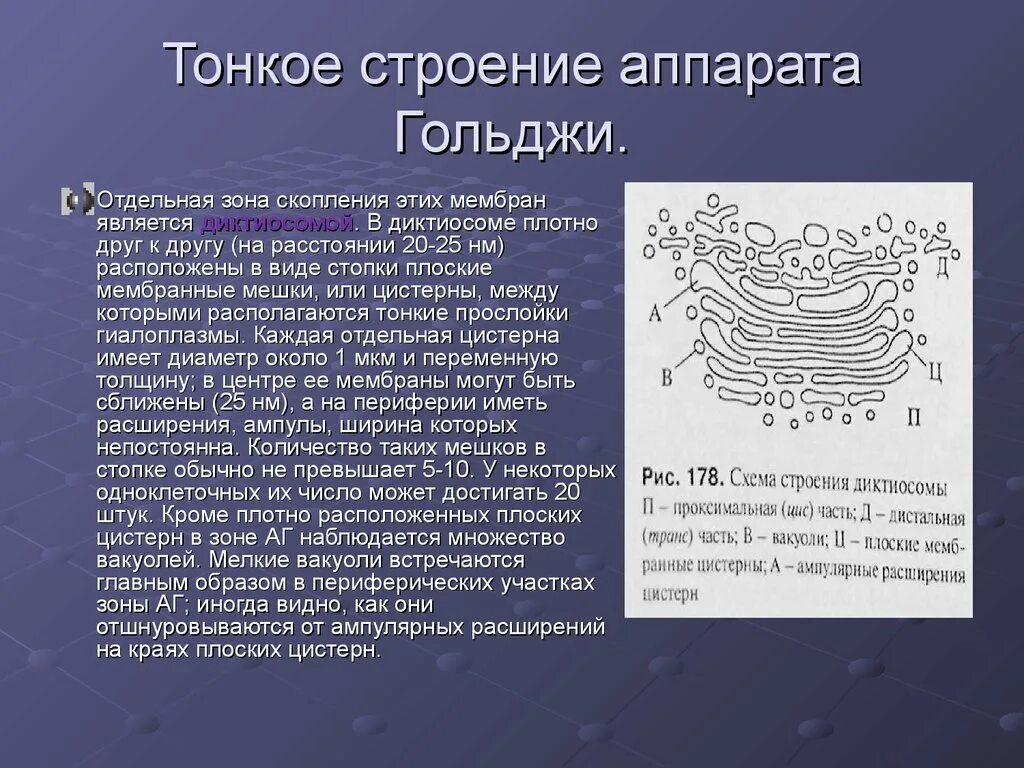 Какие мембранные структуры образует аппарат гольджи. , Структура аппарат аппарат Гольджи. Схема строения аппарата Гольджи. Диктиосомы комплекса Гольджи. Мембранные структуры аппарата Гольджи.