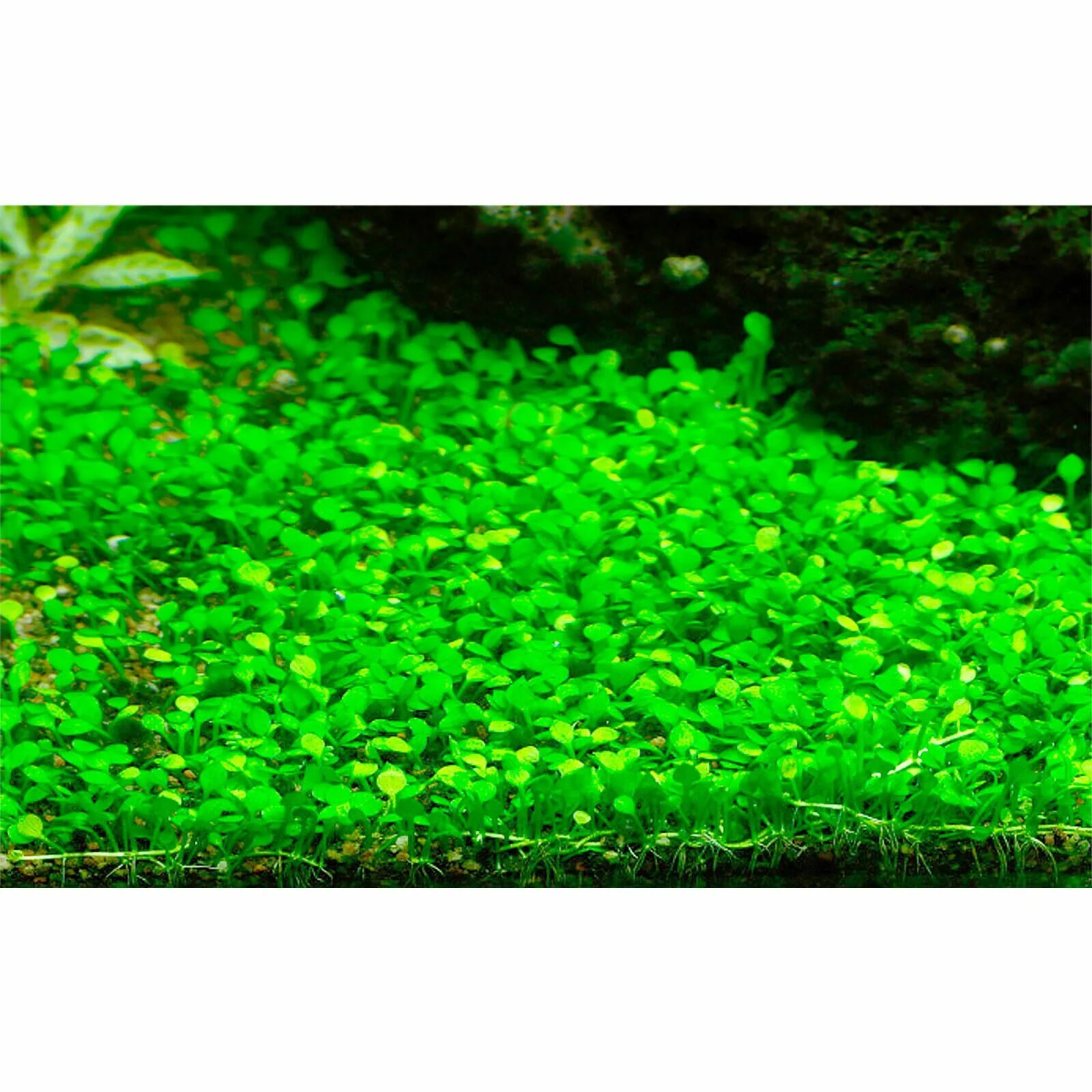 Марсилия в аквариуме. Марсилия crenata. марсилия marsilea crenata. марсилия крената аквариумное. марсилия аквариумное.