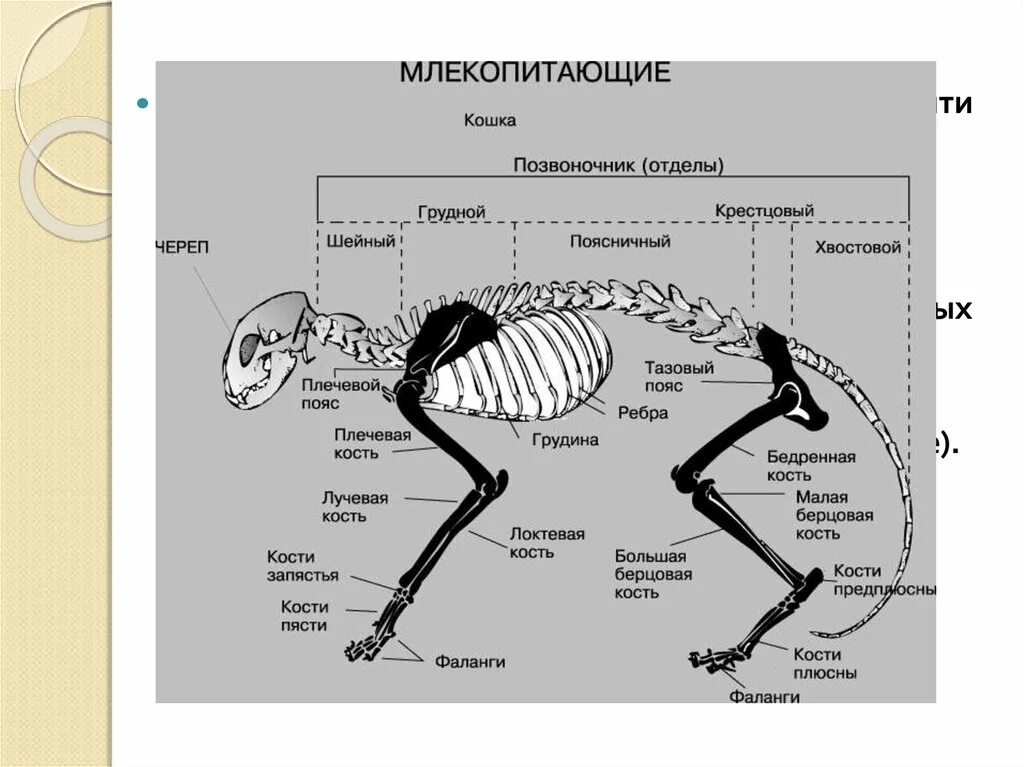 Скелет задних конечностей у млекопитающих. Скелет млекопитающих схема биология 7 класс. Строение задних конечностей млекопитающих. Скелет млекопитающего 7 класс биология. Строение скелета млекопитающих.