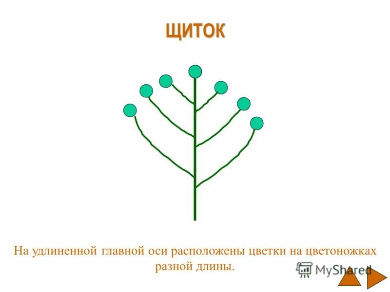 Цветки одиночные имеют. На главной оси располагаются одиночные цветки. Характеристика простых и сложных соцветий. Строение соцветий 6 класс биология. Строение соцветия подсолнечника.