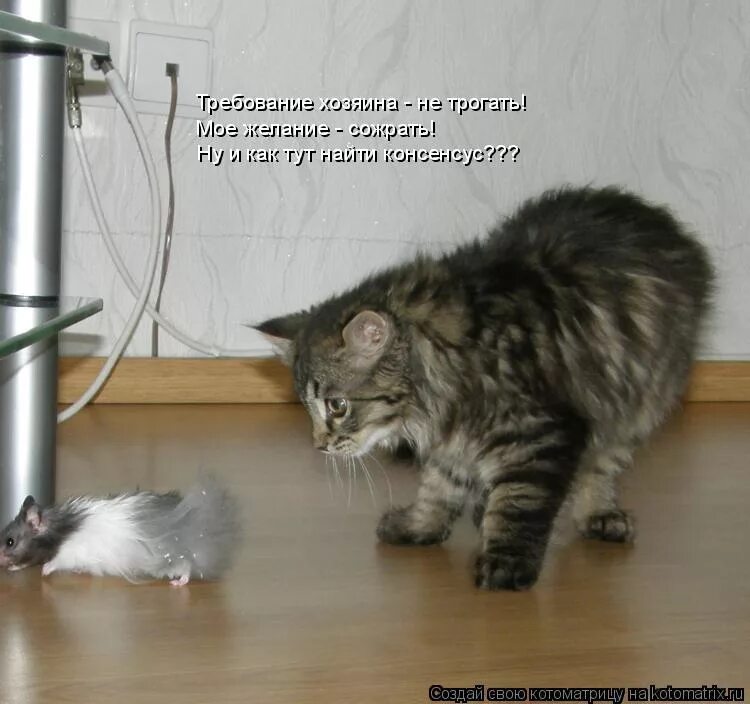 про животных с надписями. надпись не трогай. проспал весь день. тискать котенка. не трожь меня.