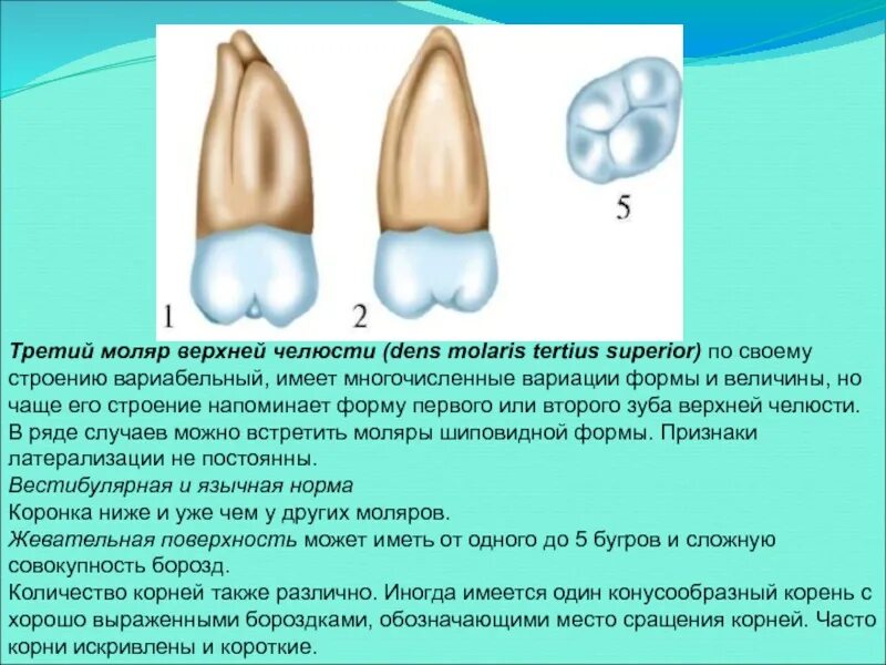 Первый моляр верхней челюсти. 3 Моляр верхней челюсти. Анатомия зубов моляров верхней челюсти. Третий Нижний моляр анатомия. Анатомия зуба первого моляра нижней челюсти.