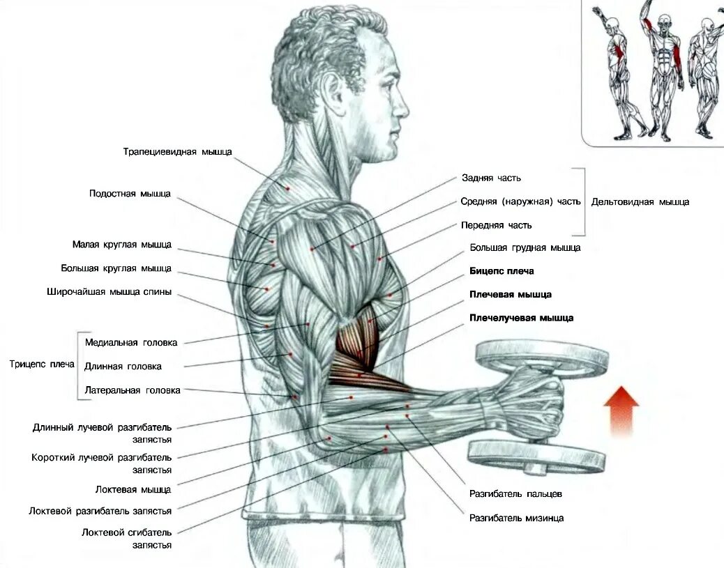 Упражнение Зоттмана на бицепс. Подъем гантелей на бицепс молот. Подъем гантелей хватом молот. Подъем гантелей на бицепс хватом «молот». Изгиб плеча