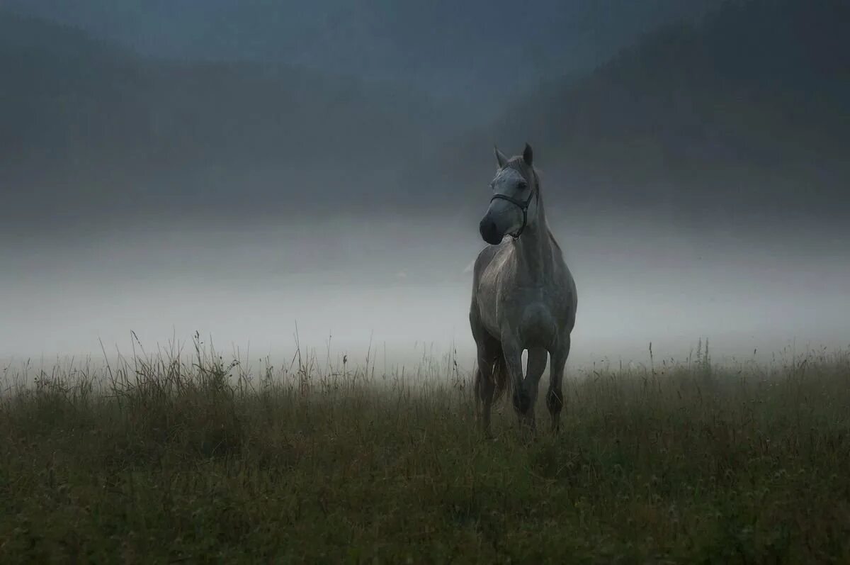 Лошадь в тумане. Красивые лошади в тумане. Одинокая лошадь. Лошади одиночки.