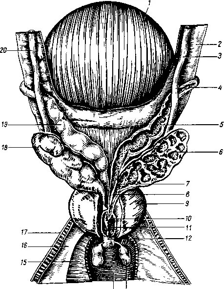 Предстательная железа и семенные пузырьки анатомия. Простата семенные пузырьки анатомия. Семенные пузырьки схема.