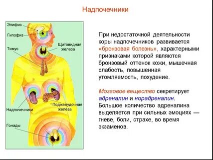 Надпочечники железа внутренней секреции