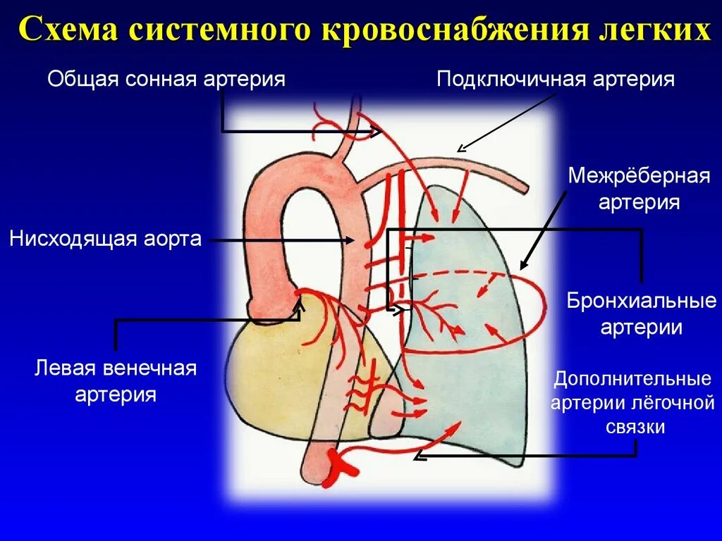 Схема легочного кровообращения. Кровоснабжение легких. Схема кровоснабжения легки. Кровоснабжение легких схема.