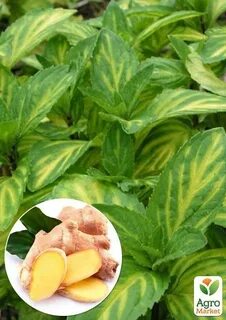 Ginger mint