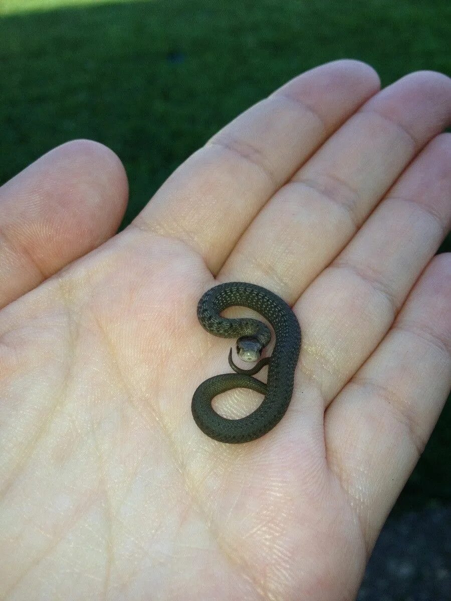 Cute snake, Precious children, Creepy crawlies