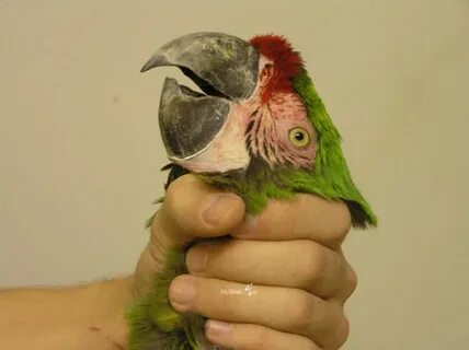 Механический попугай лешенька научился стучать клювом