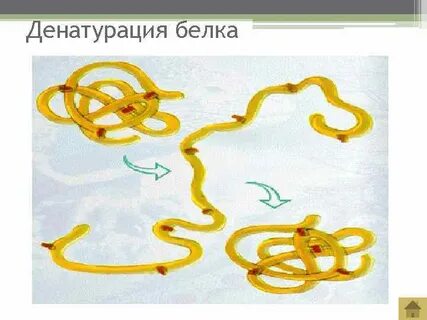Варка мяса это денатурация животного белка