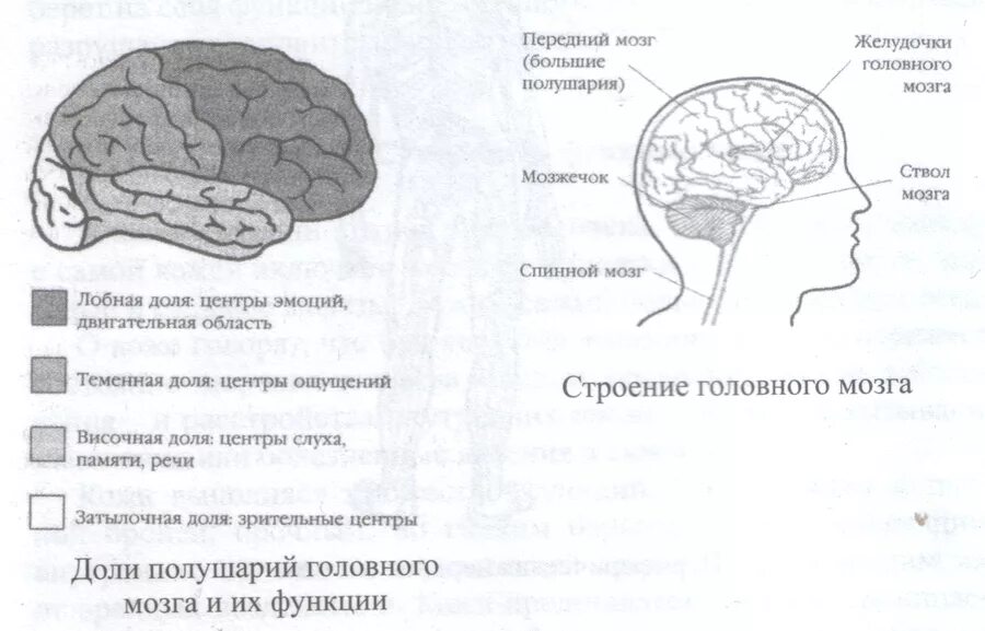 Центры головного мозга таблица. Таблица «отделы и доли головного мозга». Доли головного мозга зоны головного мозга таблица. Строение головного мозга доли. Доли полушария головного мозга таблица.