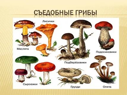 Съедобные грибы названия и краткое описание