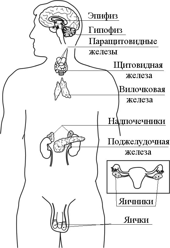 Рисунок эндокринной системы человека. Гипофиз гипоталамус шишковидная железа. Где находится гипофиз. Эндокринная система человека гипофиз. Где находится эндокринная система.