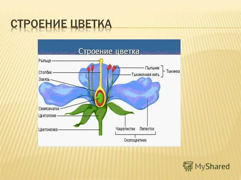 Функции строения цветка 6 класс. Строение цветка. Цветок строение цветка. Строение цветков. Строение цветка биология.