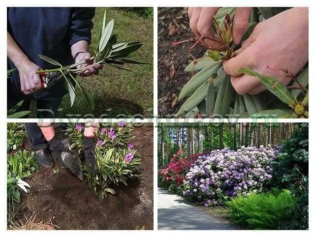 Рододендрон посадка весной в грунт. Рододендрон посадка. Рододендрон садовый посадка. Рододендрон место посадки. Рододендроны посадка в открытом грунте.